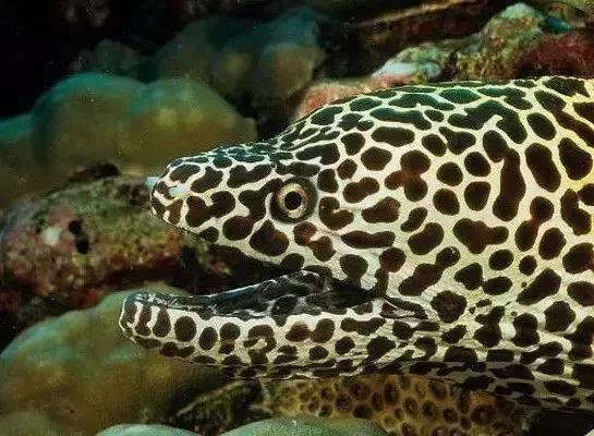 fot海水观赏鱼,fot鱼品种