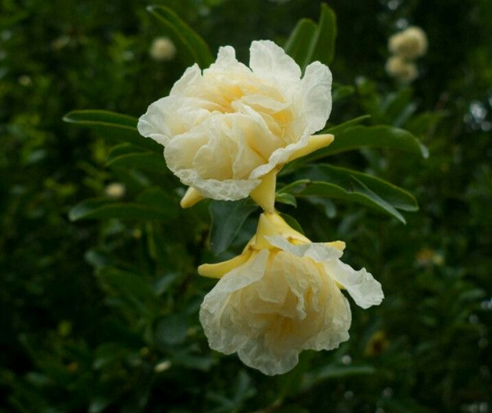 盆栽石榴树什么品种是甜的,石榴树带果实能用水培繁殖