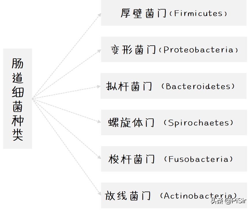 狗狗肠道菌群活跃度低,狗狗肠道菌群紊乱怎么调理