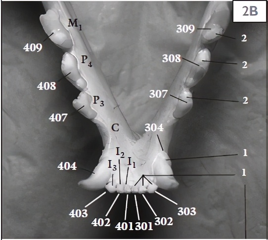 关于猫牙齿的冷知识,猫的牙怎么护理