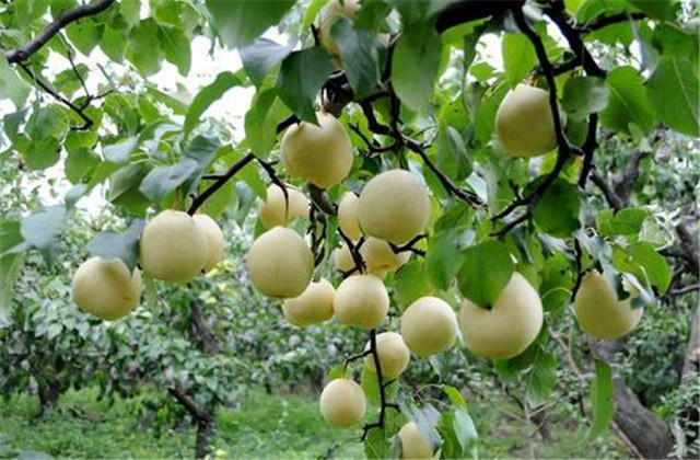 梨树病虫害防治一览表,梨树病虫害防治时间表最新