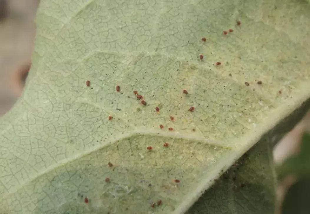 苹果虫害最佳防治方法,苹果各种虫害最佳防治时间