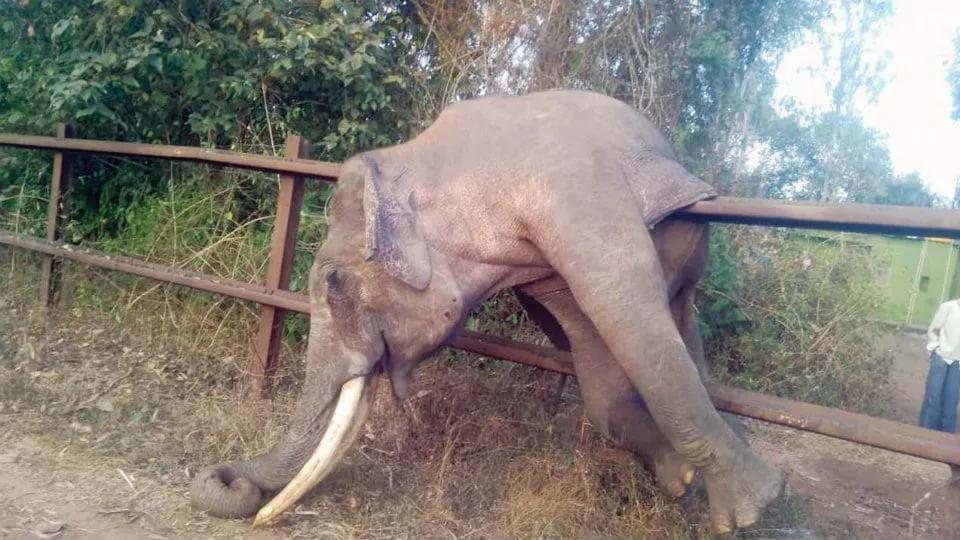 印度烧死大象,印度保护大象