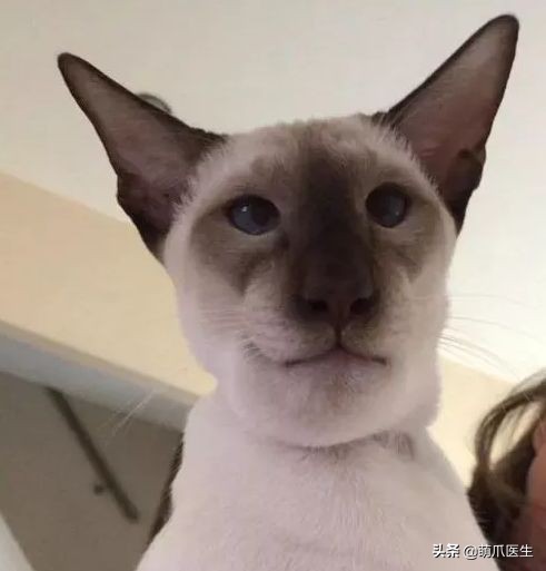 猫咪被蜜蜂蜇了症状怎么办,猫被蜜蜂蜇了怎么办