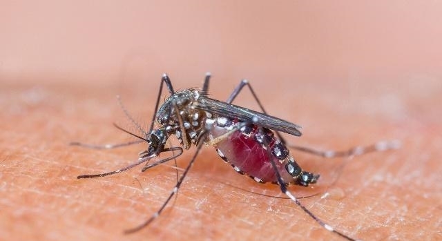 蚊子吸蚊体质怎么消除,易招蚊子体质怎么防蚊