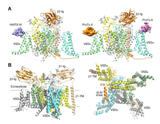 冷冻电镜最新研究,冷冻电镜研究成果涌现