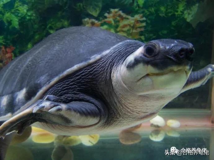 龟被咬伤后该怎么处理？