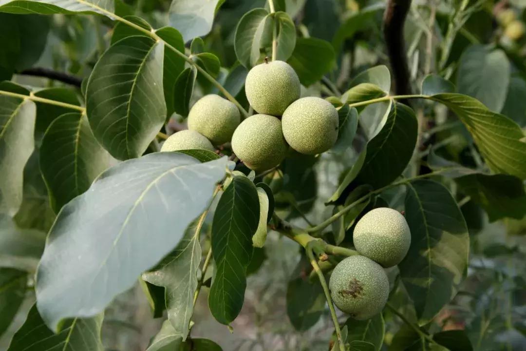 井陉县创业代理,井陉县加盟项目