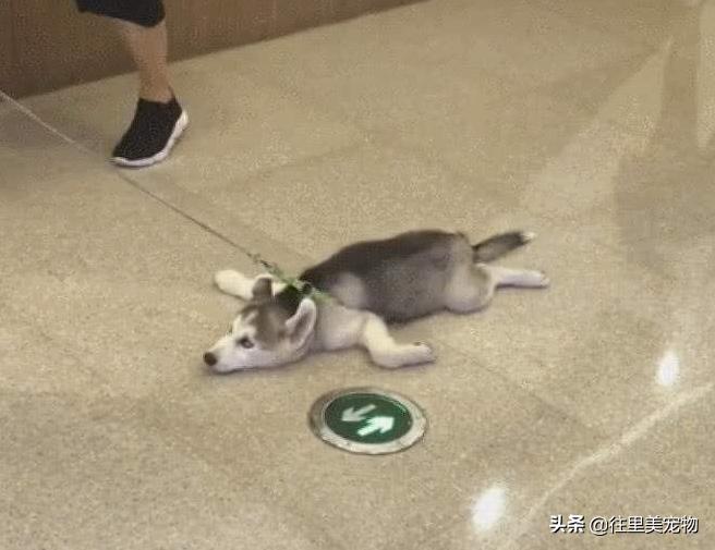 带狗狗出门狗狗趴地上,带狗狗遛弯刚出门就要往家走