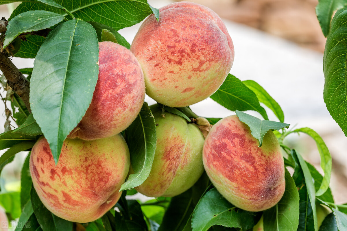 桃第二次生理落果严重的主要原因,桃果裂核该怎么办