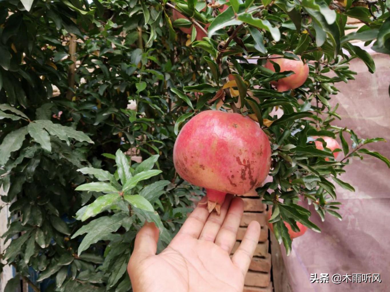 石榴树移栽的最佳时间和方法,石榴树移栽最佳时间是几月份