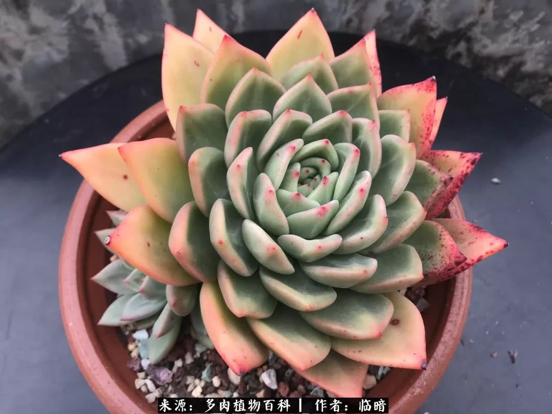 多肉带给我的感情,多肉给人们带什么作用