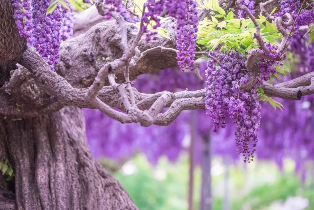 美人如花隔云端前一句,美人如花隔云端的下一句是什么