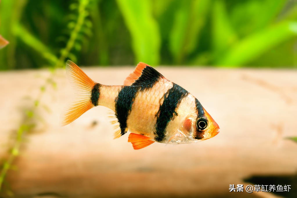 战“疫”在外，人不在家31天，我家里的鱼现在怎么样了？