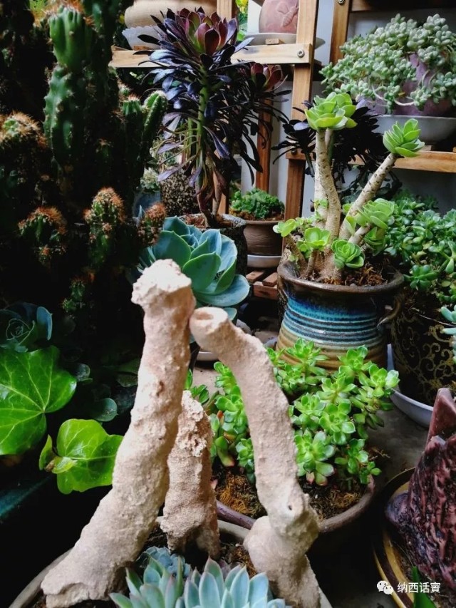 叶紫被雷劈穿越到异界,关于叶紫的穿越小说