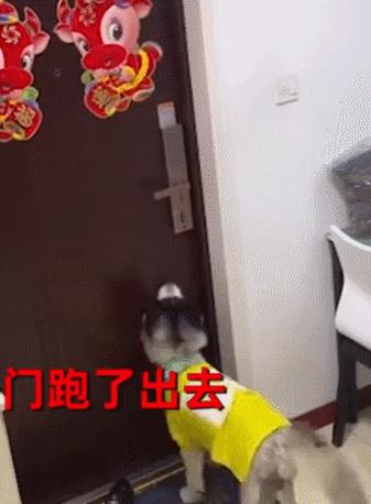 哈士奇走丢事件,哈士奇离家出走后被囚禁