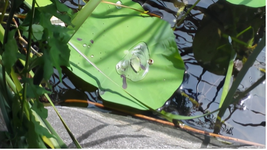 神奇的大自然写诗,如何与大自然共舞