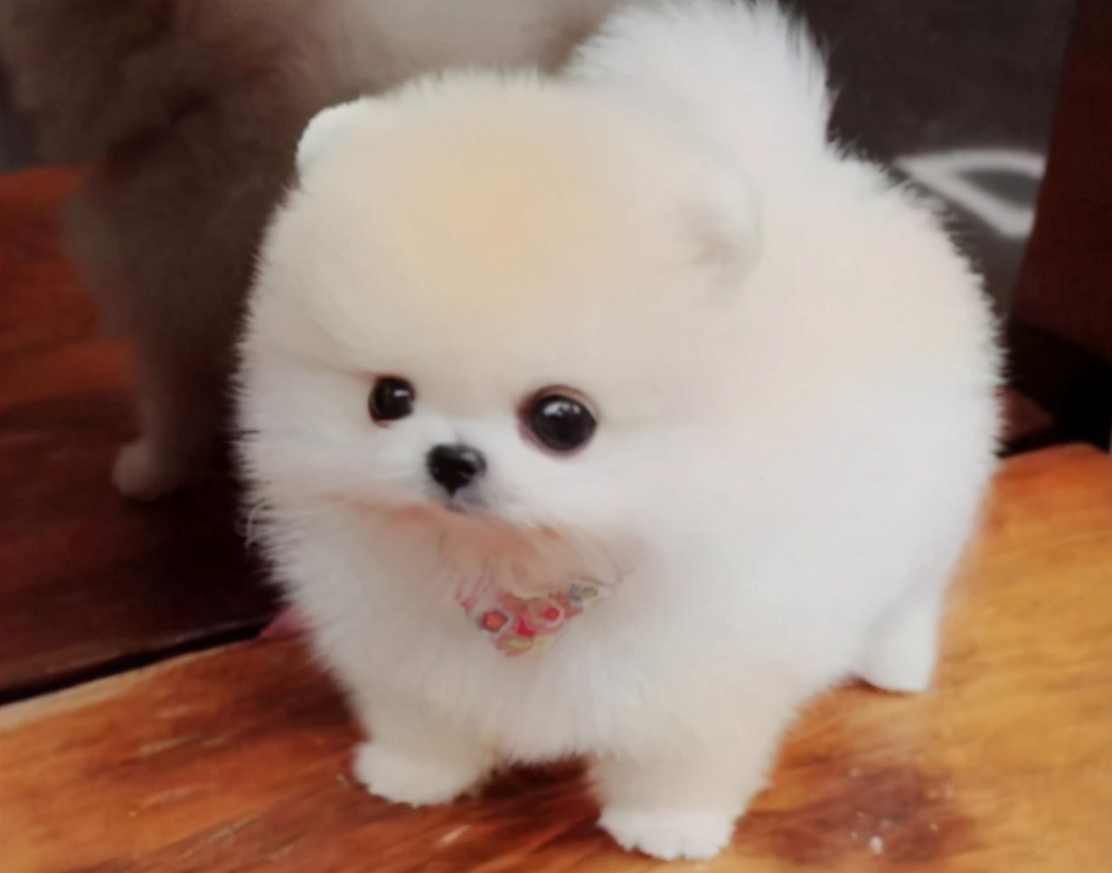 小狗晚上不停哼哼唧唧叫唤怎么办,刚到家的小狗为什么总是喜欢咬人