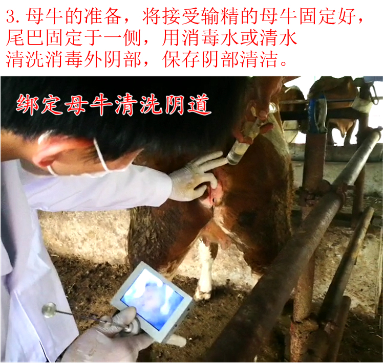 牛养殖技术答案,牛养殖技术及管理