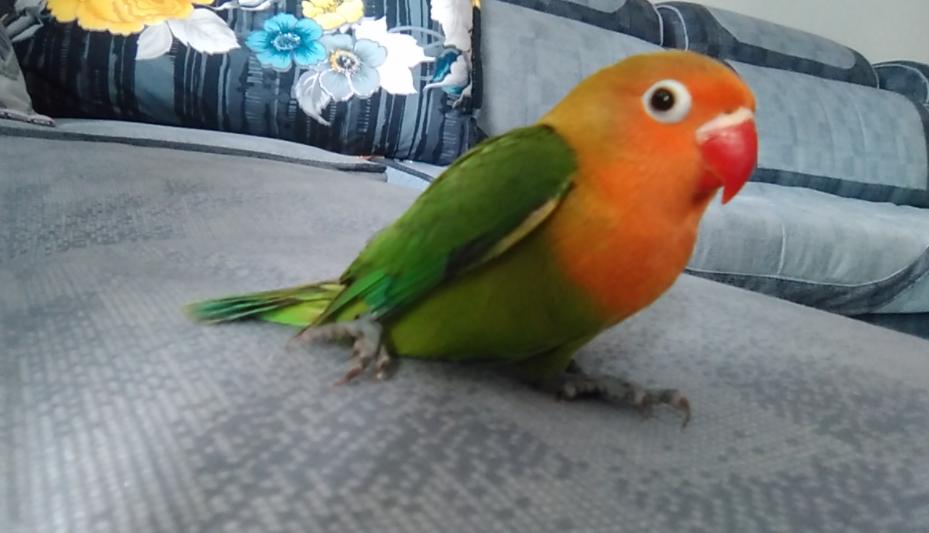 对“啥都吃”的牡丹鹦鹉，可别乱喂，辣椒、巧克力这是鸟能吃的吗