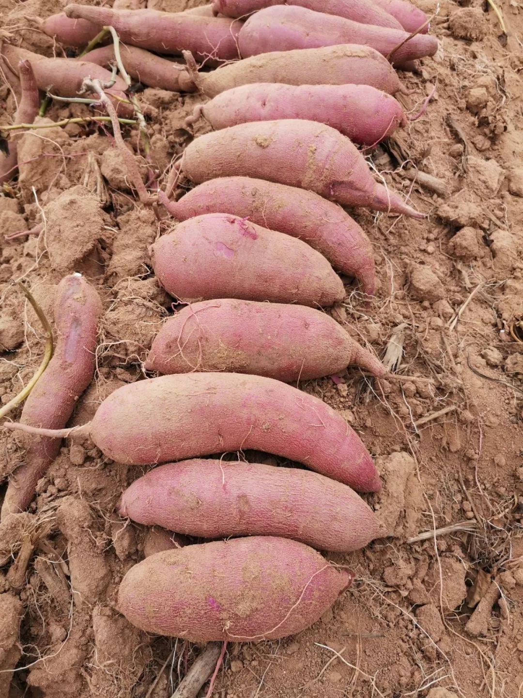 最近瓦房店地瓜行情,瓦房店地瓜产地在哪里