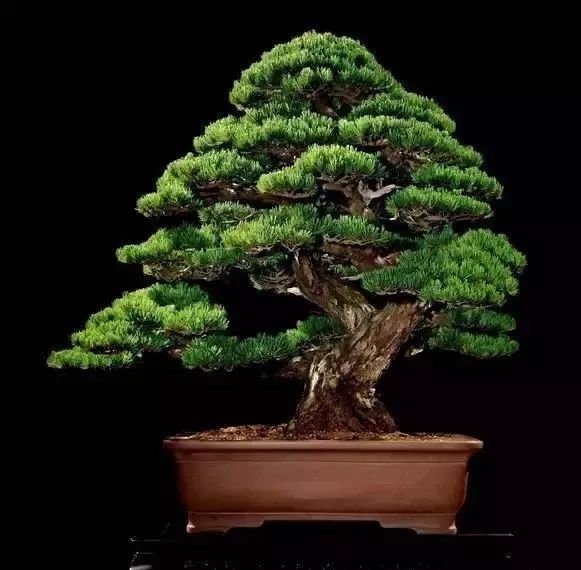 最贵的盆栽值多少钱,价格最昂贵的盆栽