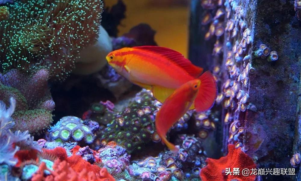 海缸最好养的生物,海缸最好养的软体生物