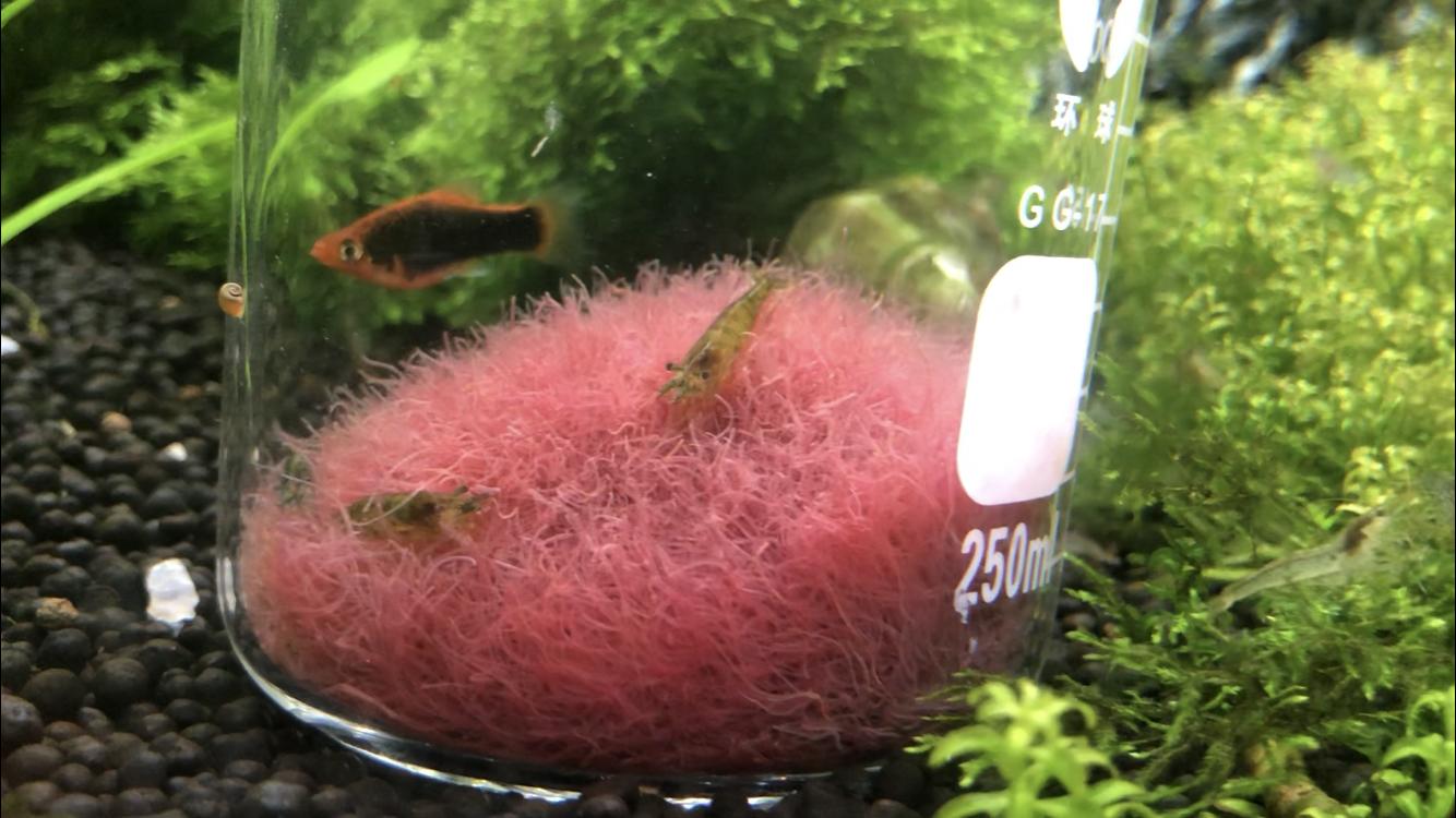 鱼儿吃红线虫长得快,鱼儿体内红线虫要怎么杀死