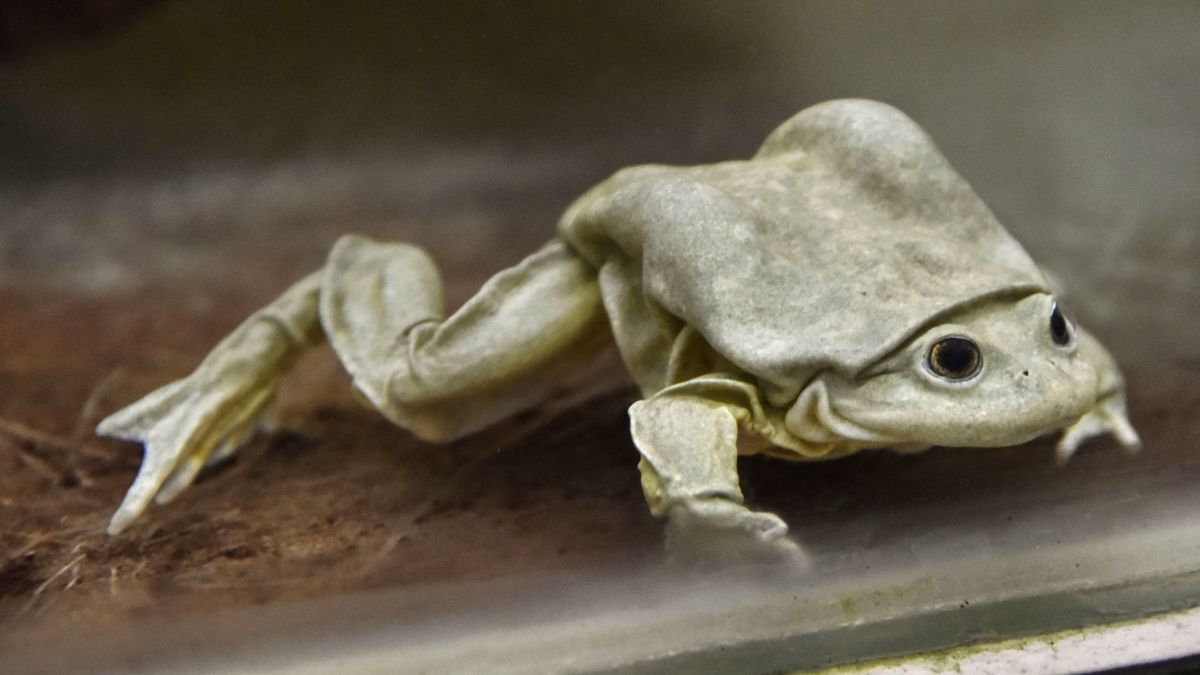 把青蛙榨成汁,秘鲁鲜榨青蛙的做法