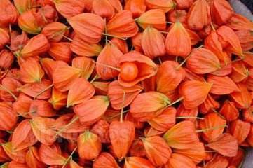 那些年我们吹过的风,那些年我们吹过的口哨歌曲