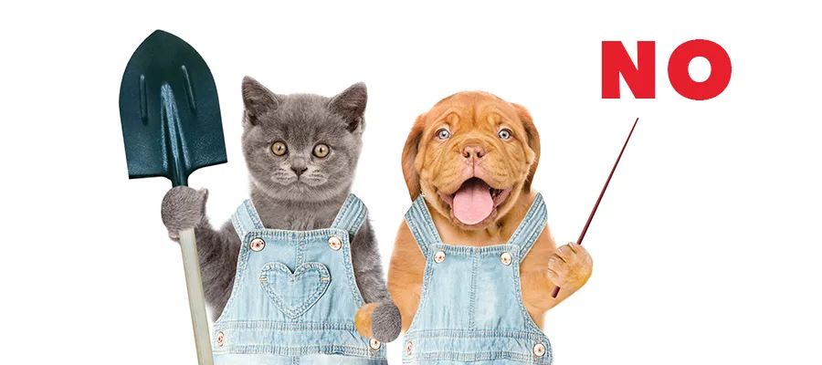 小狗是个什么样的动物,小狗是dog吗