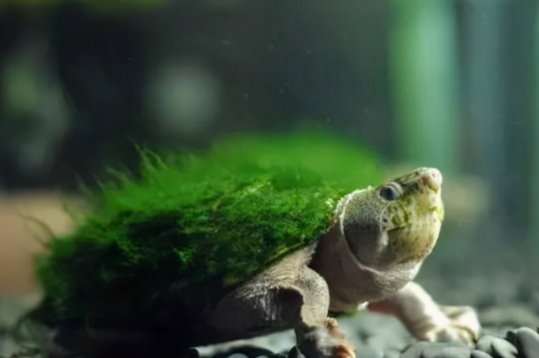 绿毛龟是蕲龟吗,绿毛龟是一种物种吗