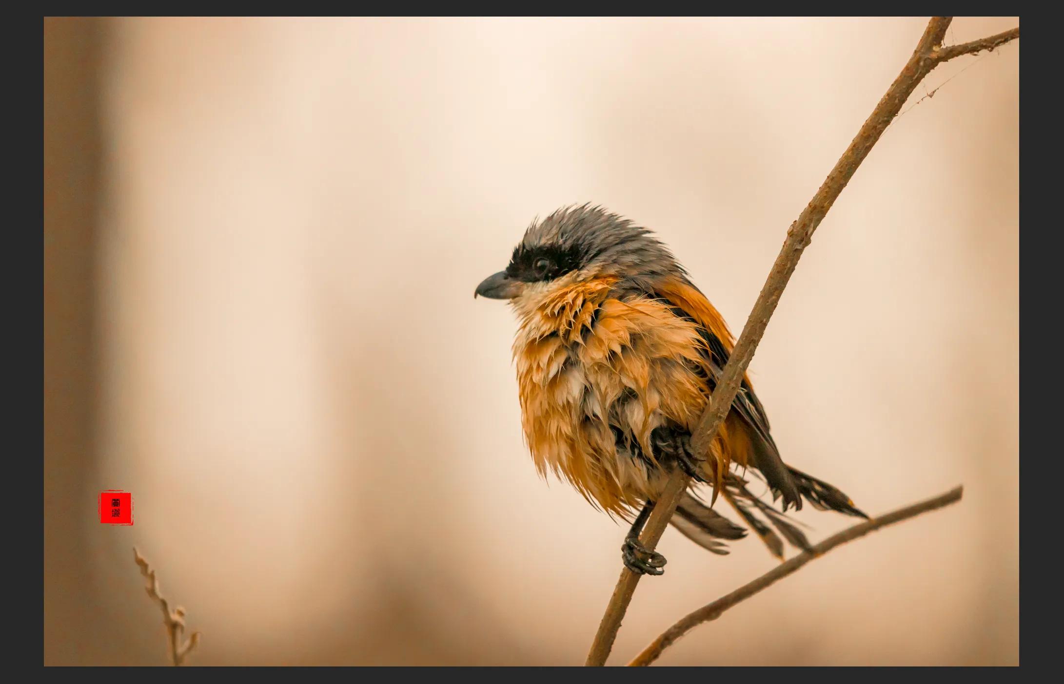 暴雪要来了最低零下三十度,暴雪真的要来了吗
