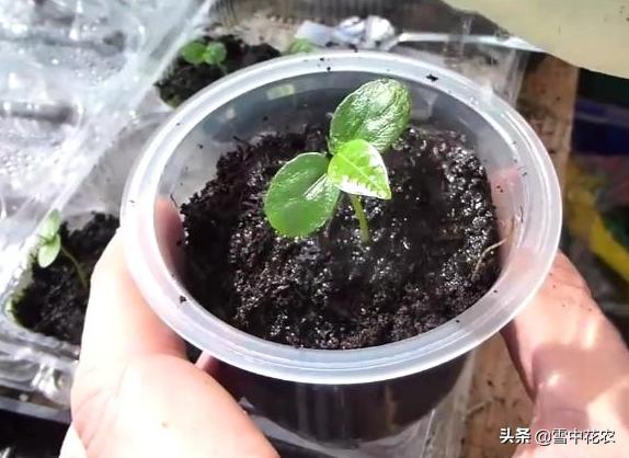 吃剩的百香果种下去能发芽吗,百香果挖出来后怎么做好吃