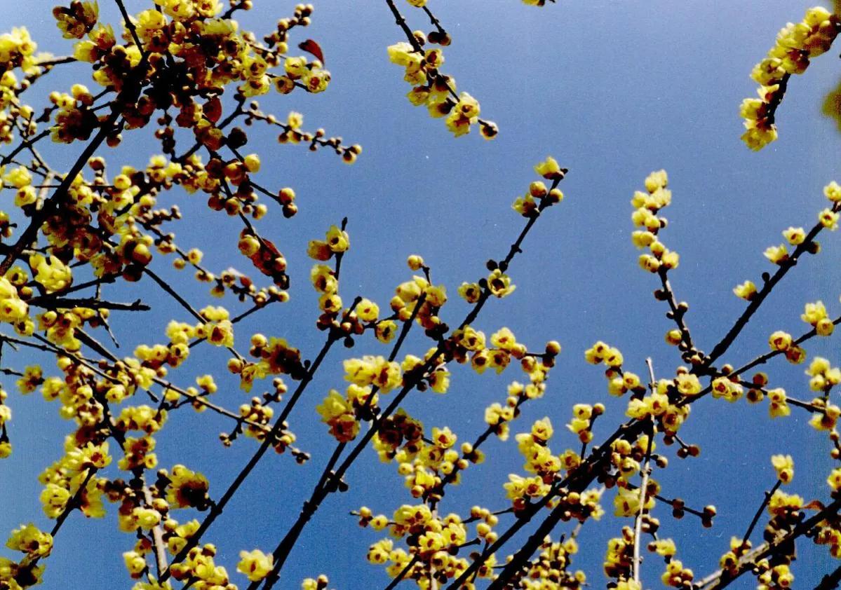 腊梅花叶子蔫了怎么回事,腊梅花叶子发黄