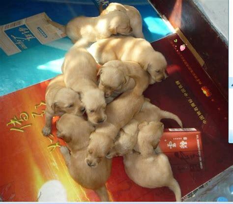 新手养的狗在哪买,想养狗从哪里买合适