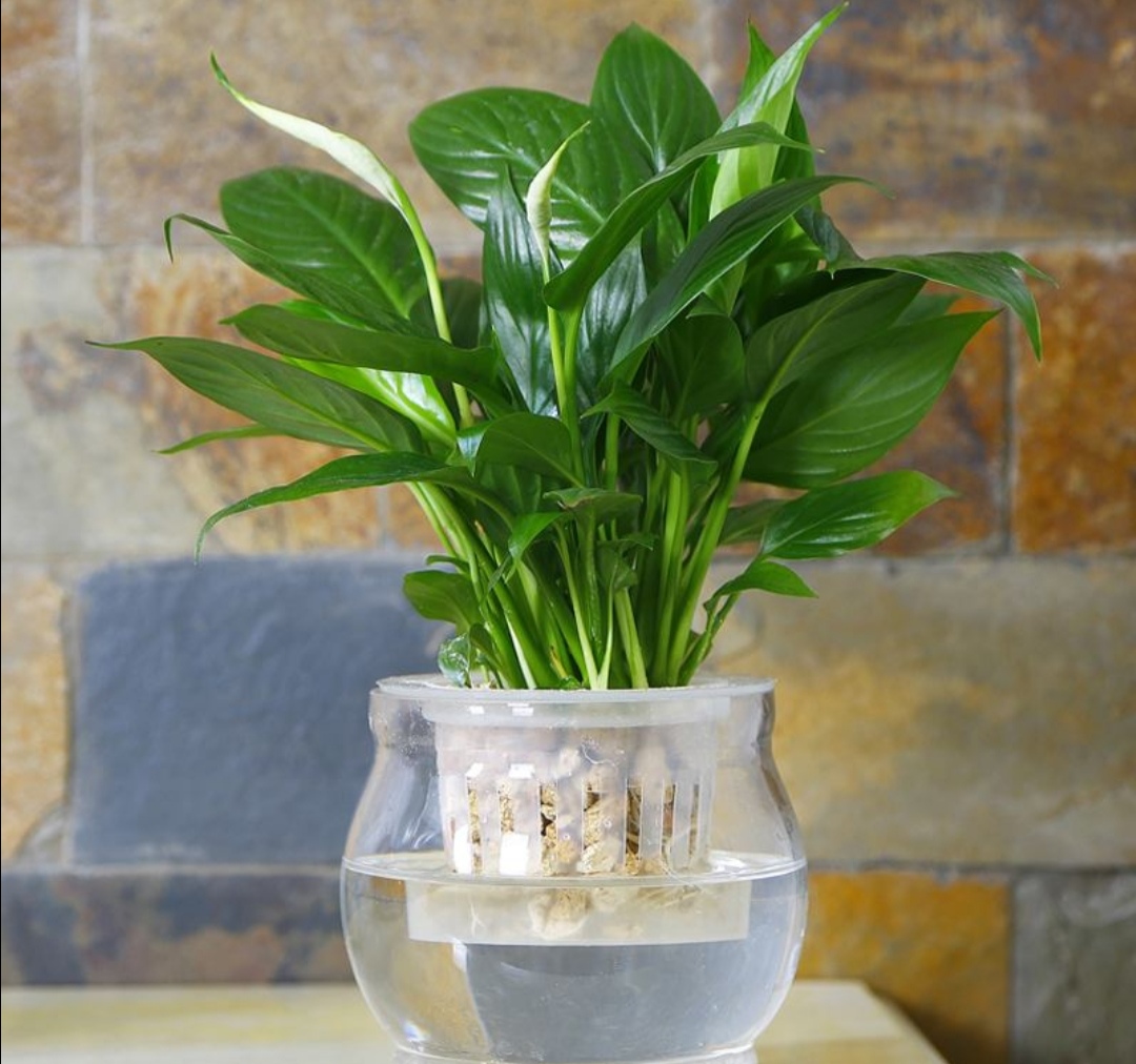 新房子摆放什么植物好养,室内易养绿色植物花卉盆栽