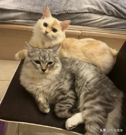 听说给猫起名越贱越好养活,科普给猫起名