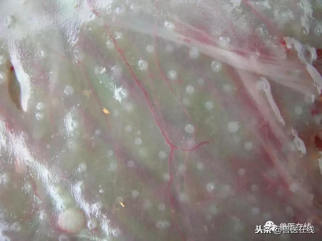 母猪胎衣怎么看病情,如何通过猪胎衣判断疾病