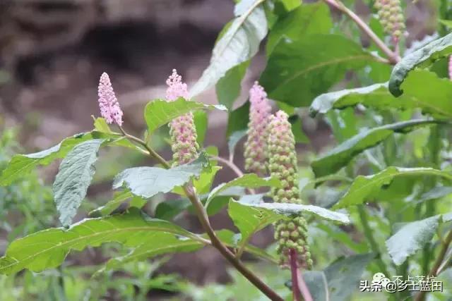 蓝田靳洪涛图文：蓝田葫芦岔一个值得去的地方