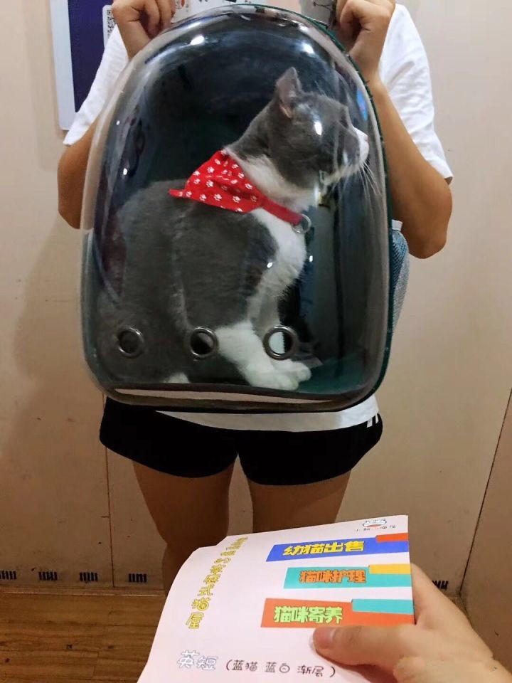 宠物市场买到星期猫,买猫怕买到星期猫该怎么做