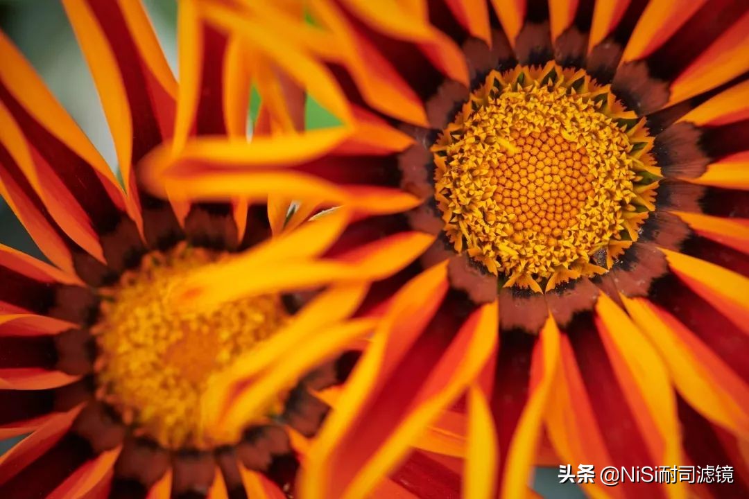 「测评」南非NiSi官方大使近摄镜使用心得