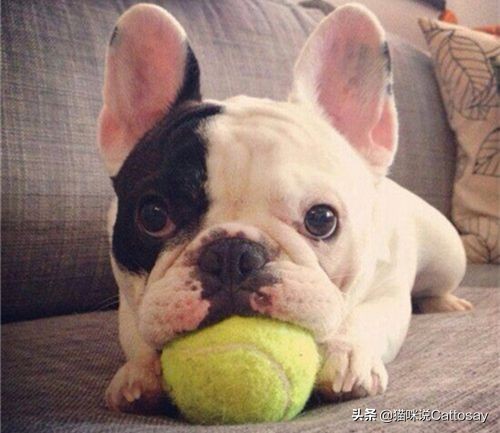 狗得了严重肺炎最快的治疗方法,狗肺炎多少天可以好