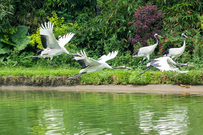 长隆飞鸟乐园湿地精灵,长隆飞鸟公园一日游攻略