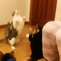 猫的姿态美,猫的姿态怎么描写