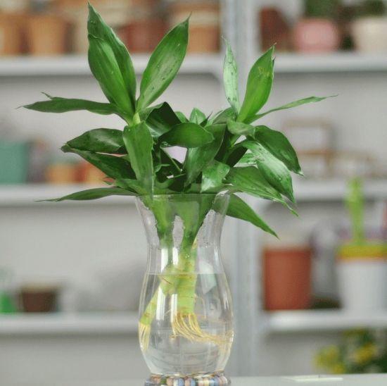 富贵竹叶子发黄怎么加营养液,富贵竹叶子发黄使用什么营养液