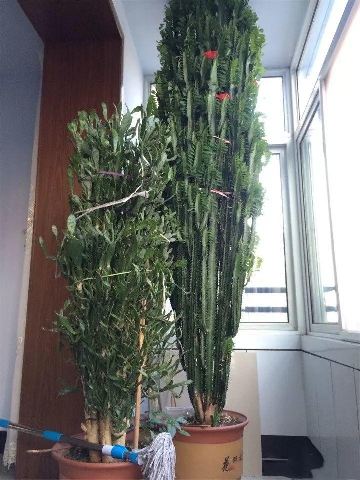 家里养的富贵花让你养几年才会开,客厅富贵花大全