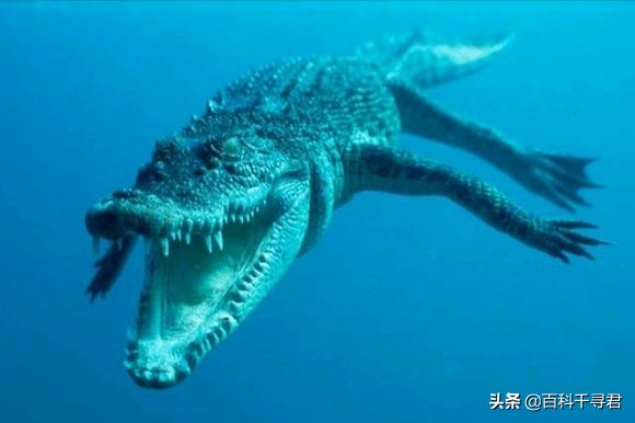 湾鳄洛龙的体型,洛龙是体型最大的鳄鱼吗