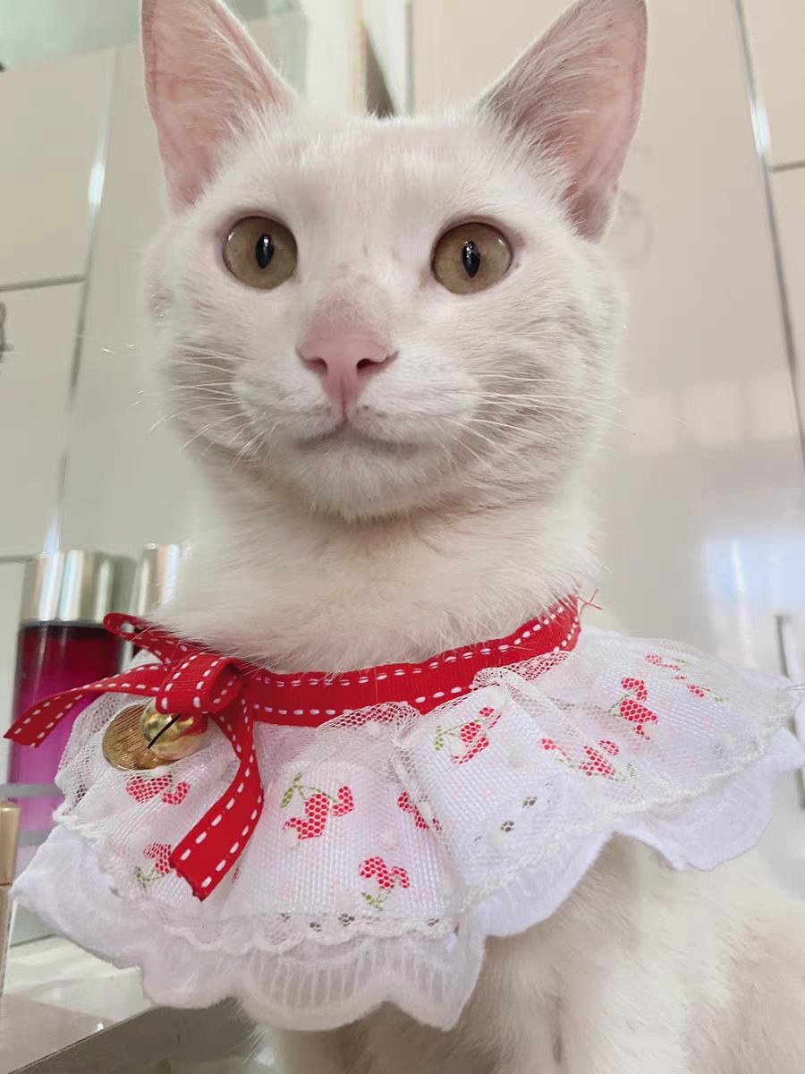 百利低敏猫粮,九元帅低敏猫粮