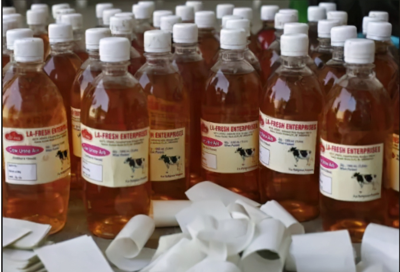 印度人为什么喜欢喝牛尿?莫迪:牛尿是印度最畅销的保健品